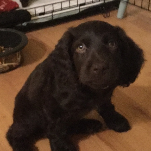 Meet your Posher, Regan - Picture 1 of 1